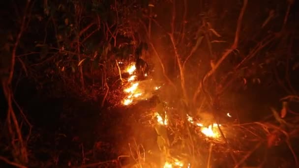 Ritirarsi Incendio Mentre Pennello Brucia Una Foresta Con Una Fitta — Video Stock