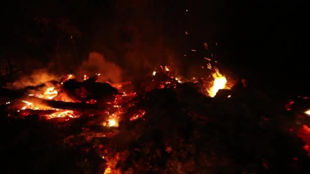 在巴西的萨凡纳 熊熊燃烧的大火吞噬了一片森林 导致树木燃烧和燃烧 — 图库视频影像