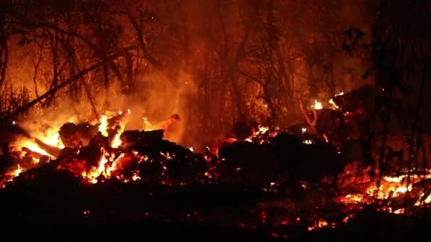 Incendio Forestal Arde Mientras Brasas Calientes Chispas Esparcen Devastador Incendio — Vídeos de Stock