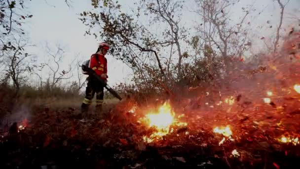 Pompiere Che Soffia Foglie Detriti Incendio Modo Che Non Diffonda — Video Stock