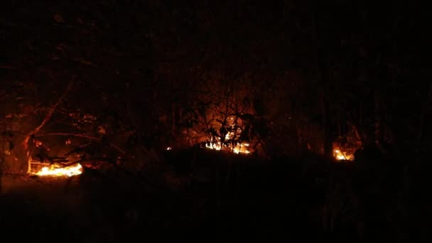 Ein Flächenbrand Lodert Durch Den Wald Bäume Brennen Und Schwelen — Stockvideo