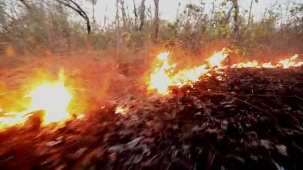 Périmètre Feu Forêt Étend Dans Nature Sauvage Brûlé Par Sécheresse — Video