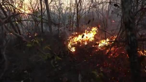 Az aszály és az éghajlatváltozás okozta erdőtűz megfékezésére fúvót használó tűzoltó