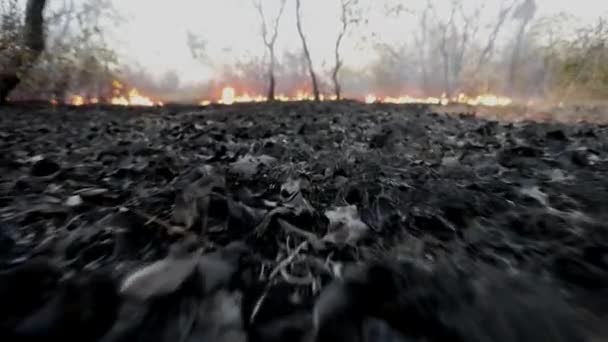 ブラジルのサバンナに広がる野火としての燃えた地下ブラシの低角度ビュー — ストック動画