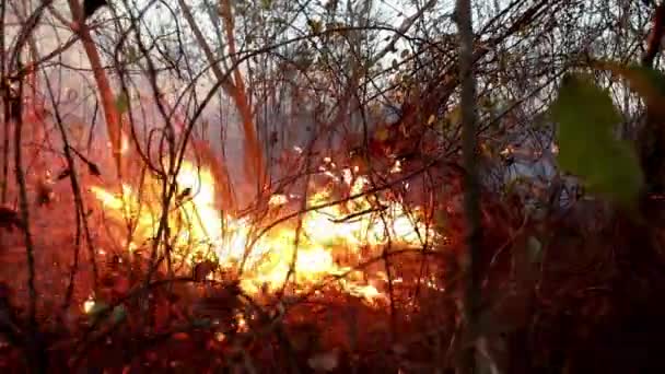 Пламя Распространилось Опасном Лесном Пожаре Бразильском Серрадо Дует Ветер — стоковое видео