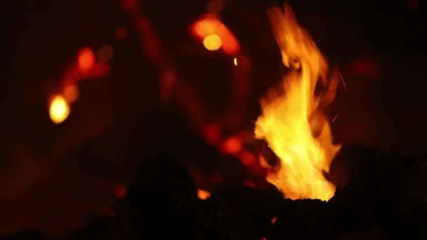 Tomboló Erdőtűz Vonalai Mögött Fák Parázslanak Szikrákkal Parázzsal Égnek Tüzeket — Stock videók