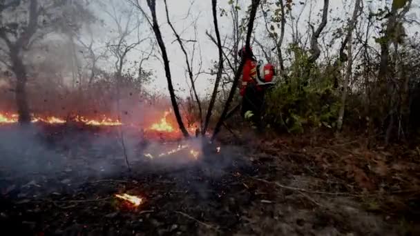 Pemadam Kebakaran Membatasi Kerusakan Akibat Kebakaran Hutan Dengan Menggunakan Blower — Stok Video