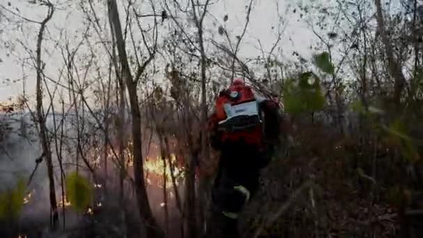 Bravo Bombero Femenino Luchando Contra Incendio Forestal Sabana Después Año — Vídeos de Stock
