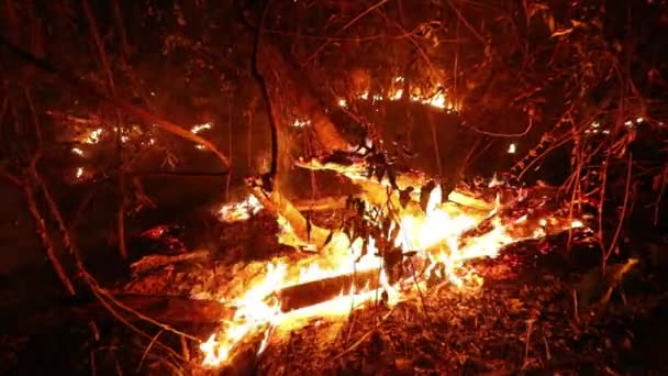 Amazonským deštným pralesem proletí divoký oheň a zanechá hořící a doutnající stromy 