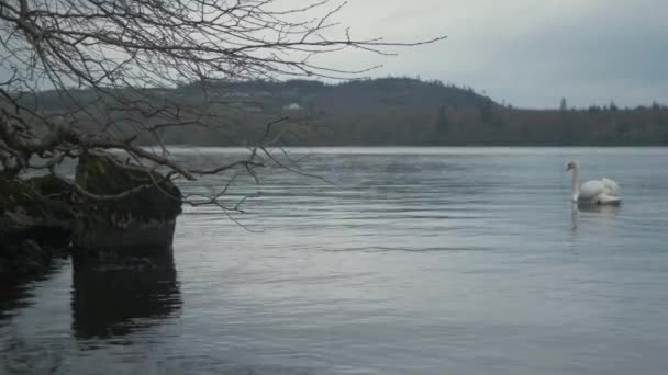 Cisne Solitário Lago Perto Costa Ilha — Vídeo de Stock