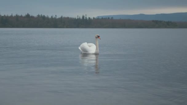 Одинокий Лебедь Озере Зимой Сумерках — стоковое видео