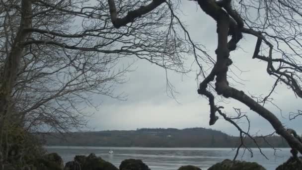 Rive Île Hiver Cygne Solitaire Sur Lac Établissement Paysage Prise — Video