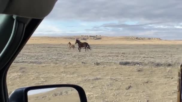 Caballos Salvajes Corriendo Tierra Seca Del Desierto Nuevo México Vehículo — Vídeos de Stock