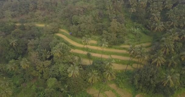 印度南果阿Cotigao野生动物保护区被棕榈树和绿色植被环绕的稻田空中景观 空中无人驾驶飞机射击 — 图库视频影像