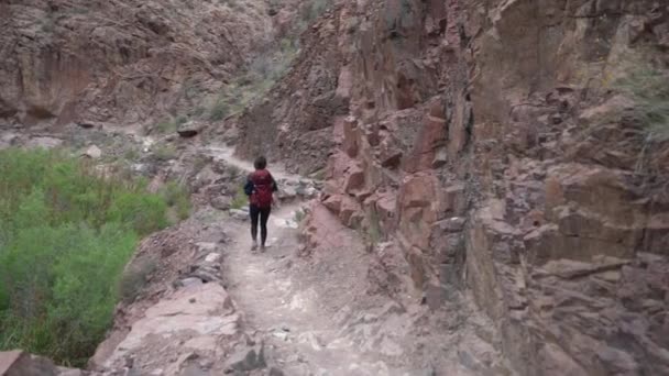 Escursionista Nel Grand Canyon National Park Arizona Indietro Della Giovane — Video Stock