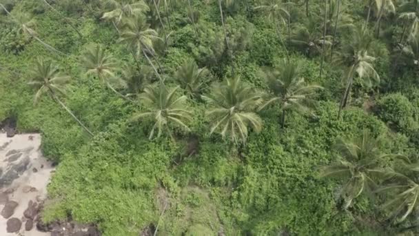 Palm Trees Lush Vegetation Coast Xandrem Beach Loliem Goa India — Stock Video