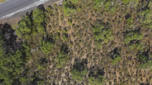 Vista Arriba Hacia Abajo Carretera Rodeada Bosque Verde Avance Aéreo — Vídeos de Stock