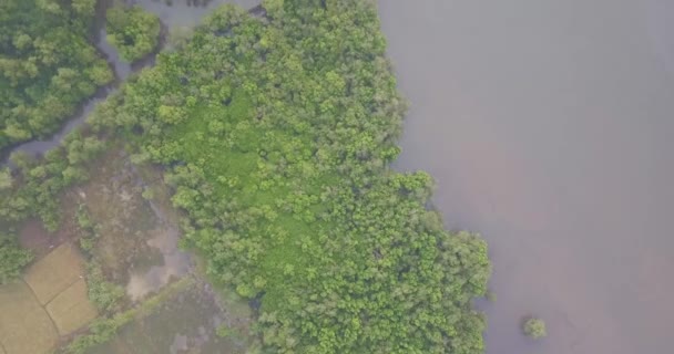 Bosque Denso Vegetación Exuberante Cerca Del Río Talpona Goa Del — Vídeo de stock