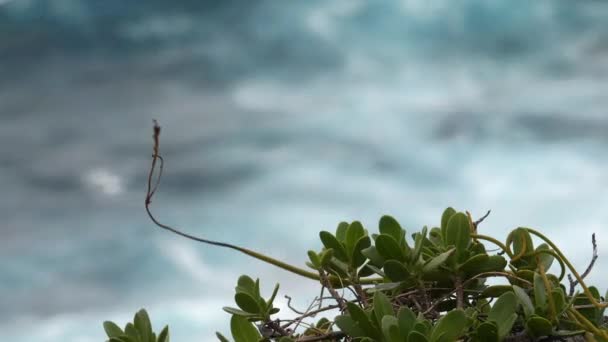 Σκληρή Ακτή Άνεμος Φυσάει Φυτά Και Ισχυρά Κύματα Στο Παρασκήνιο — Αρχείο Βίντεο