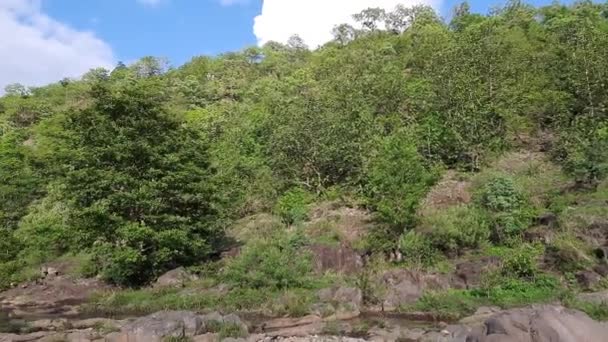 Reinster Gebirgsfluss Wald Wasserströme Bewegen Sich Zwischen Den Mit Moos — Stockvideo