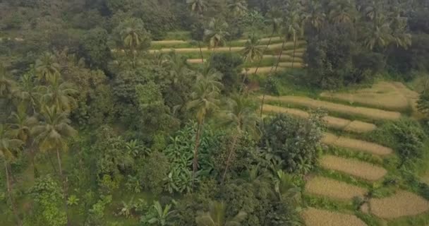 熱帯性のヤシの木と緑豊かな植生を持つ棚田コティガオ野生動物保護区 南ゴア インド 空中ドローンショット — ストック動画