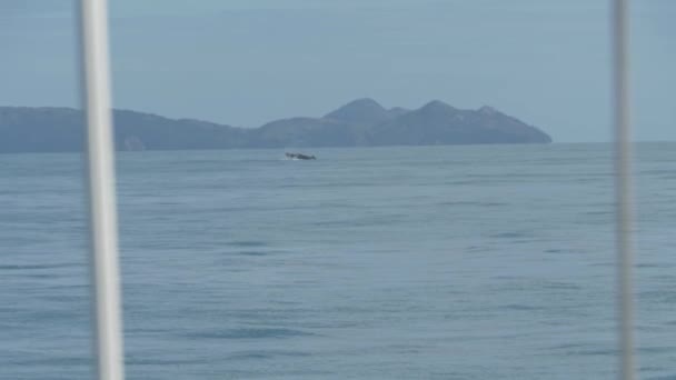 クジラの観察 クジラは海の表面にそのフレークを羽ばたきます Pov — ストック動画