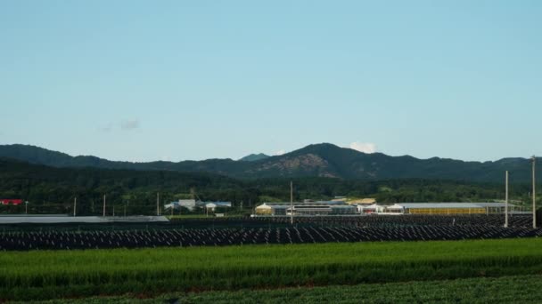 Scenisk Utsikt Över Ginseng Och Rice Farm Geumsan Chungcheong Sydkorea — Stockvideo