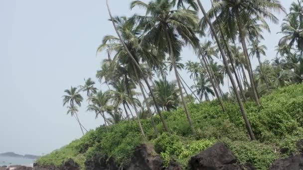 Kilátás Trópusi Pálmafák Környező Xandrem Beach Loliem India Légi Drón — Stock videók