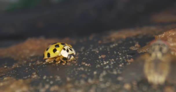 Asian Lady Beetle Eating Rotten Pears Ground Macro Shot — Stok Video