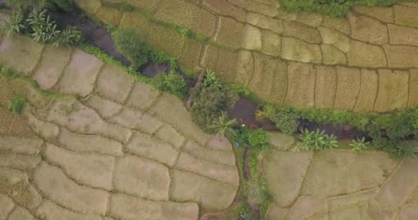 Top View Rice Fields Cotigao Wildlife Sanctuary South Goa Indie — Wideo stockowe