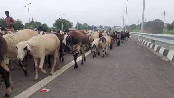 Manada Cabras Camino Rural Oído Hablar Ovejas Que Regresan Casa — Vídeos de Stock