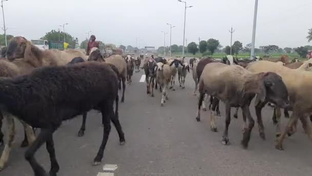 Oído Ovejas Caminando Sobre Puente Carretera India — Vídeo de stock