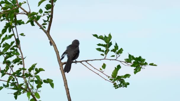 Catbird Sitting Branch Preening Its Feathers — Stock Video