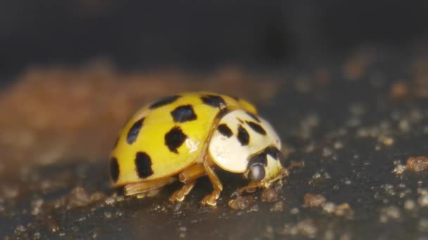 Yellow Asian Lady Beetle Eating Molds Decaying Fruit Garden Inglés — Vídeos de Stock