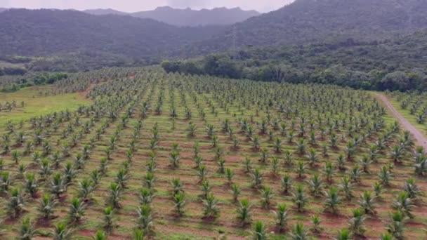 Plantación Palma Coco Enana Verde Villa Altagracia República Dominicana Vista — Vídeos de Stock