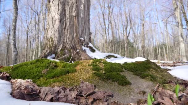 Lichen Árbol Primavera — Vídeos de Stock