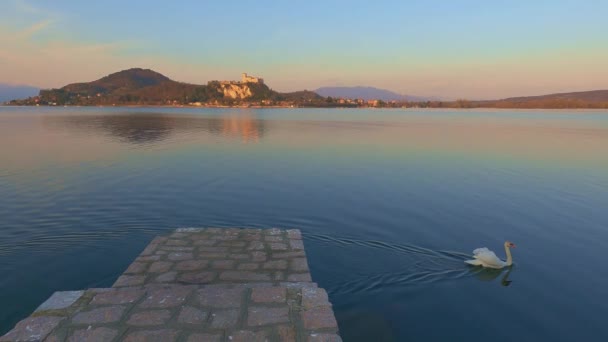 Cisne Branco Nadando Superfície Lisa Lago Maggiore Água Com Reflexo — Vídeo de Stock