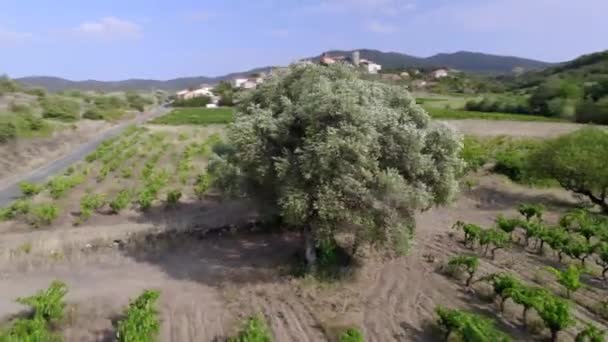 Schuss Der Von Interesse Ist Olivenbaum Hundertjahrfeier Stammumfang Meter Und — Stockvideo