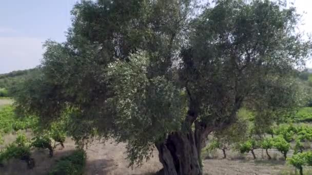 Aşağıdan Yukarı Ateş Zeytin Ağacı Yüzüncü Gövdenin Çevresi Metre Yüksekliği — Stok video
