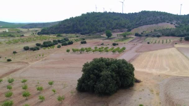 被无人驾驶飞机击中 有趣的地方 橡胶树 树干周长5米 树冠30米 高15米 它位于西班牙卡斯蒂利亚拉曼查的Albacete — 图库视频影像