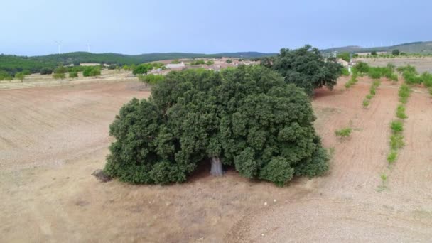 Tir Avec Drone Avant Chêne Creux Circonférence Tronc Est Mètres — Video