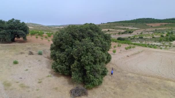 Atingido Com Drone Ponto Interesse Holms Carvalhos Circunferência Tronco Metros — Vídeo de Stock