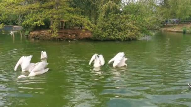 Grupo Pelicanos Vaguear Num Lago Cotswolds — Vídeo de Stock
