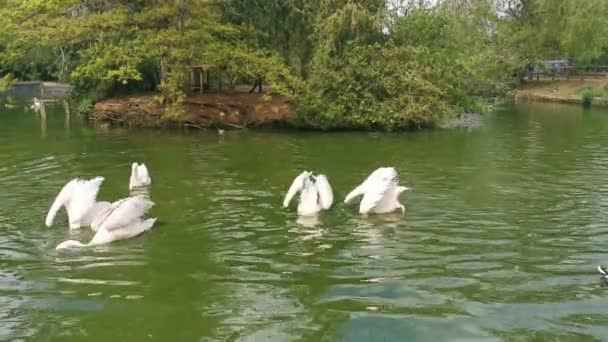 Eine Gruppe Pelikane Wippt Einem See Cotswolds — Stockvideo