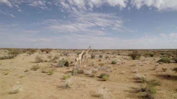 Jirafa Caminando Con Gracia África — Vídeos de Stock