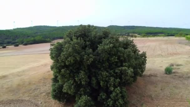 Disparo Con Dron Punto Interés Holm Roble Circunferencia Del Tronco — Vídeo de stock