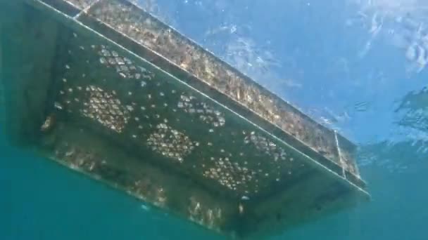 Cassetta Plastica Muschiata Che Galleggia Nel Mare Sott Acqua Angolo — Video Stock