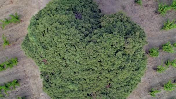 Вид Сверху Восхождение Дереву Можжевельника Около 1500 Лет Максимальная Окружность — стоковое видео