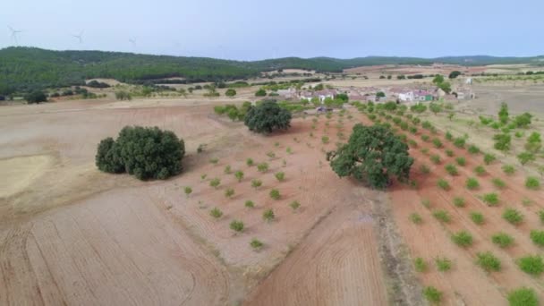 Tourné Avec Drone Point Intérêt Chênes Holms Arbres Circonférence Tronc — Video