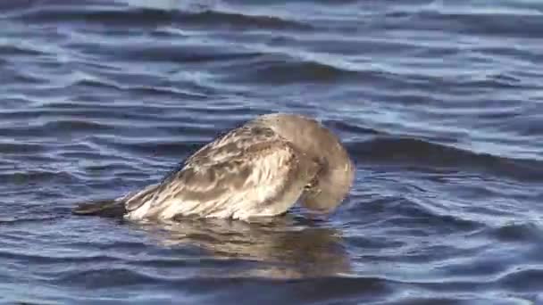 スローモーション閉鎖 波の浅い海岸で少年オルログのカモメの鳥グルーミング クリーニング 羽ばたき翼 グルーミング動物の行動を展示 — ストック動画